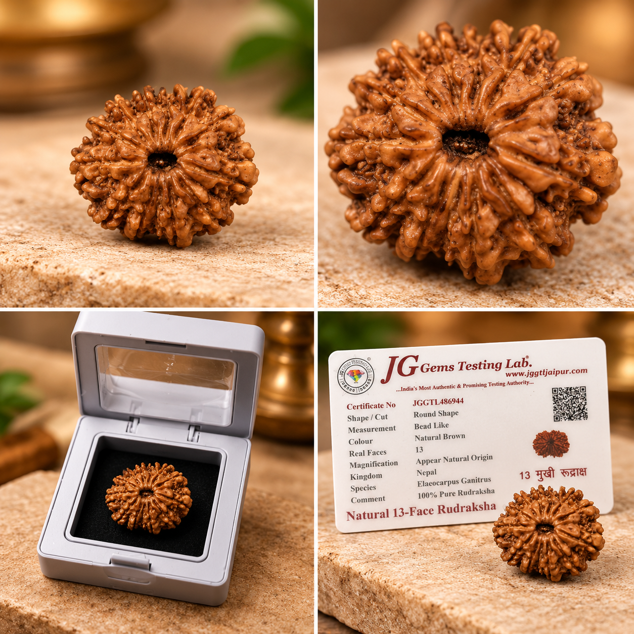 13 Mukhi Rudraksha – Nepal - Image 2