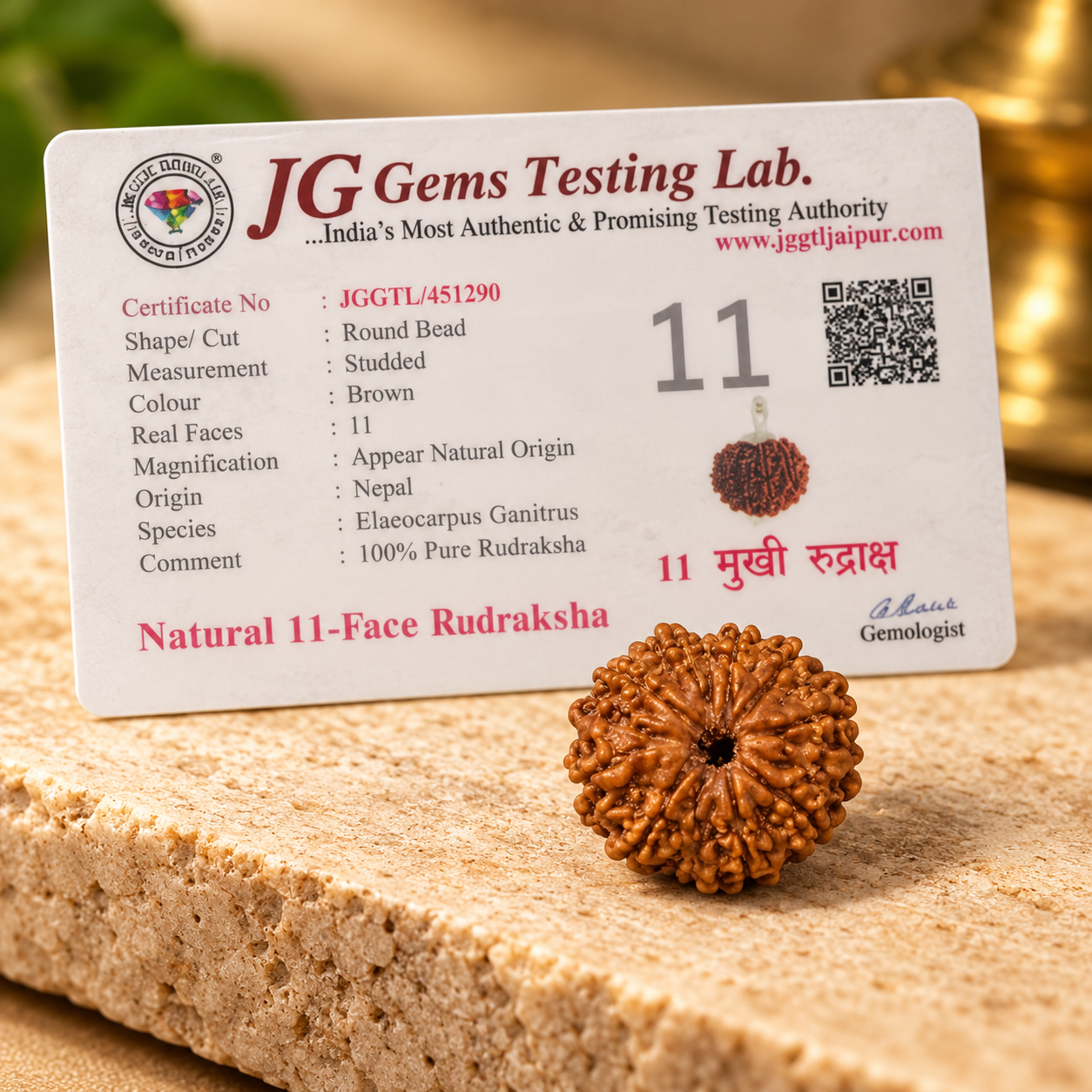 11 Mukhi Rudraksha – Nepal - Image 3