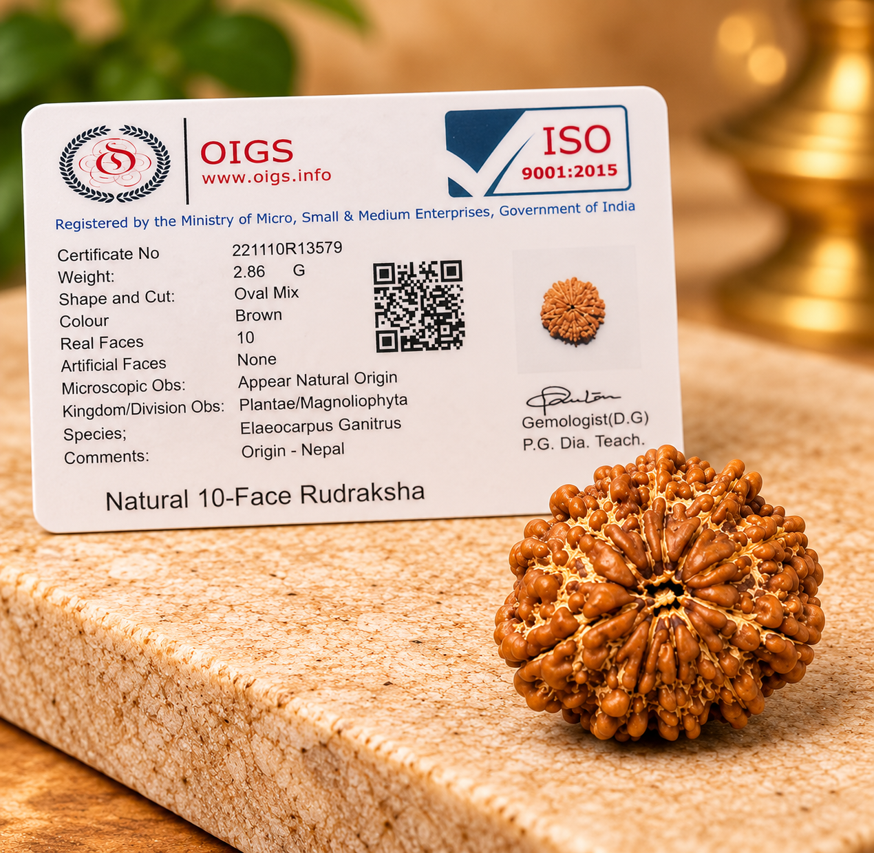 10 Mukhi Rudraksha – Nepal - Image 2