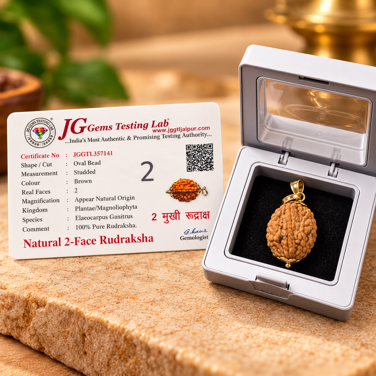 2 Mukhi Rudraksha – Nepal - Image 2