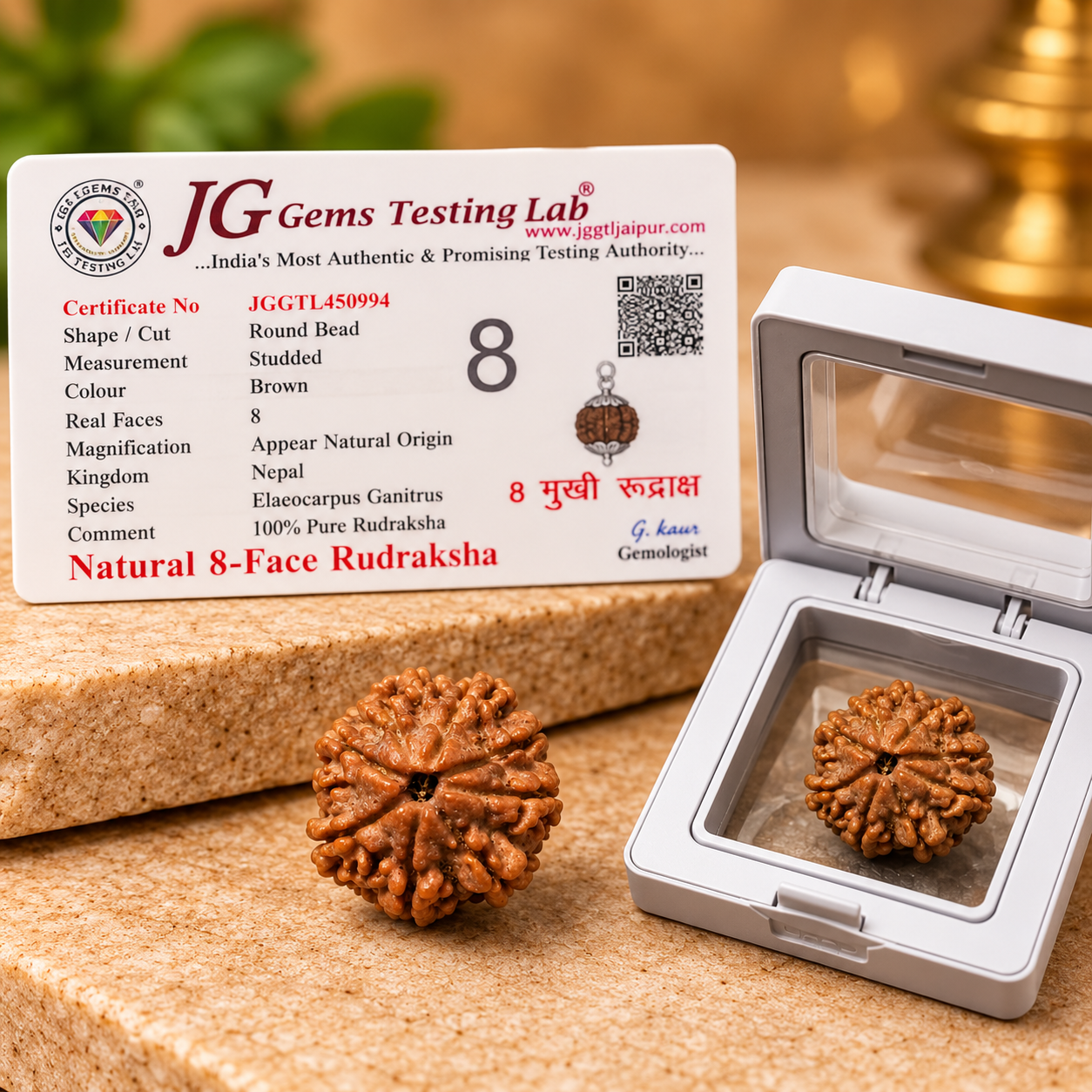 8 Mukhi Rudraksha – Nepal - Image 3