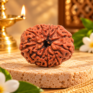 11 Mukhi Rudraksha – Indonesian