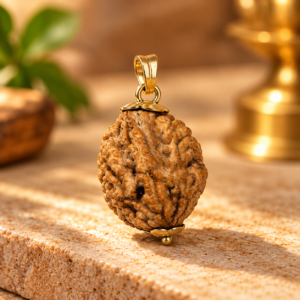 2 Mukhi Rudraksha – Nepal