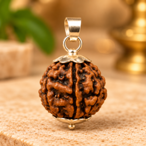 7 Mukhi Rudraksha – Nepal