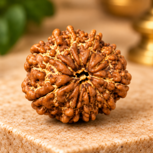 10 Mukhi Rudraksha – Nepal
