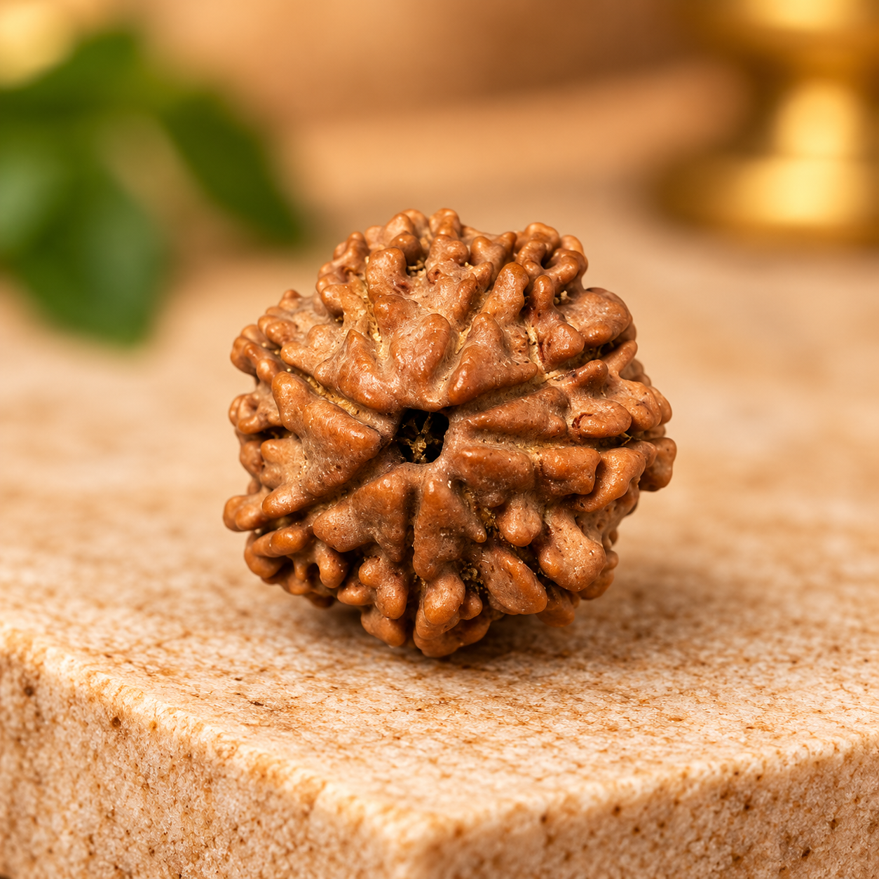 8 Mukhi Rudraksha – Nepal - Image 4
