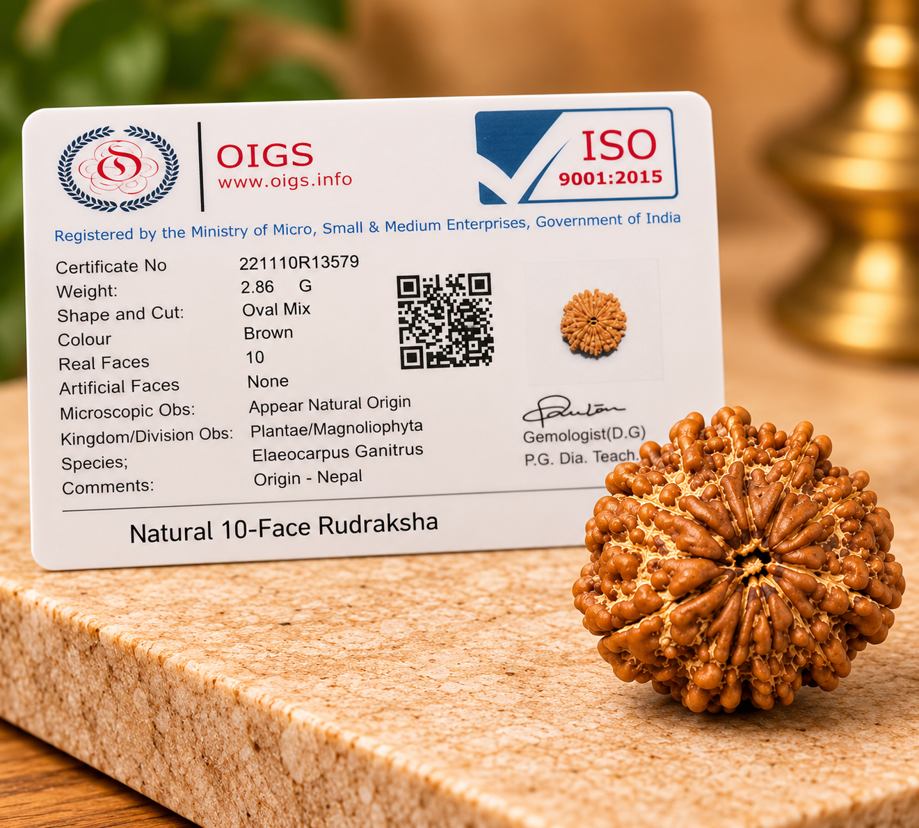 10 Mukhi Rudraksha – Nepal - Image 3