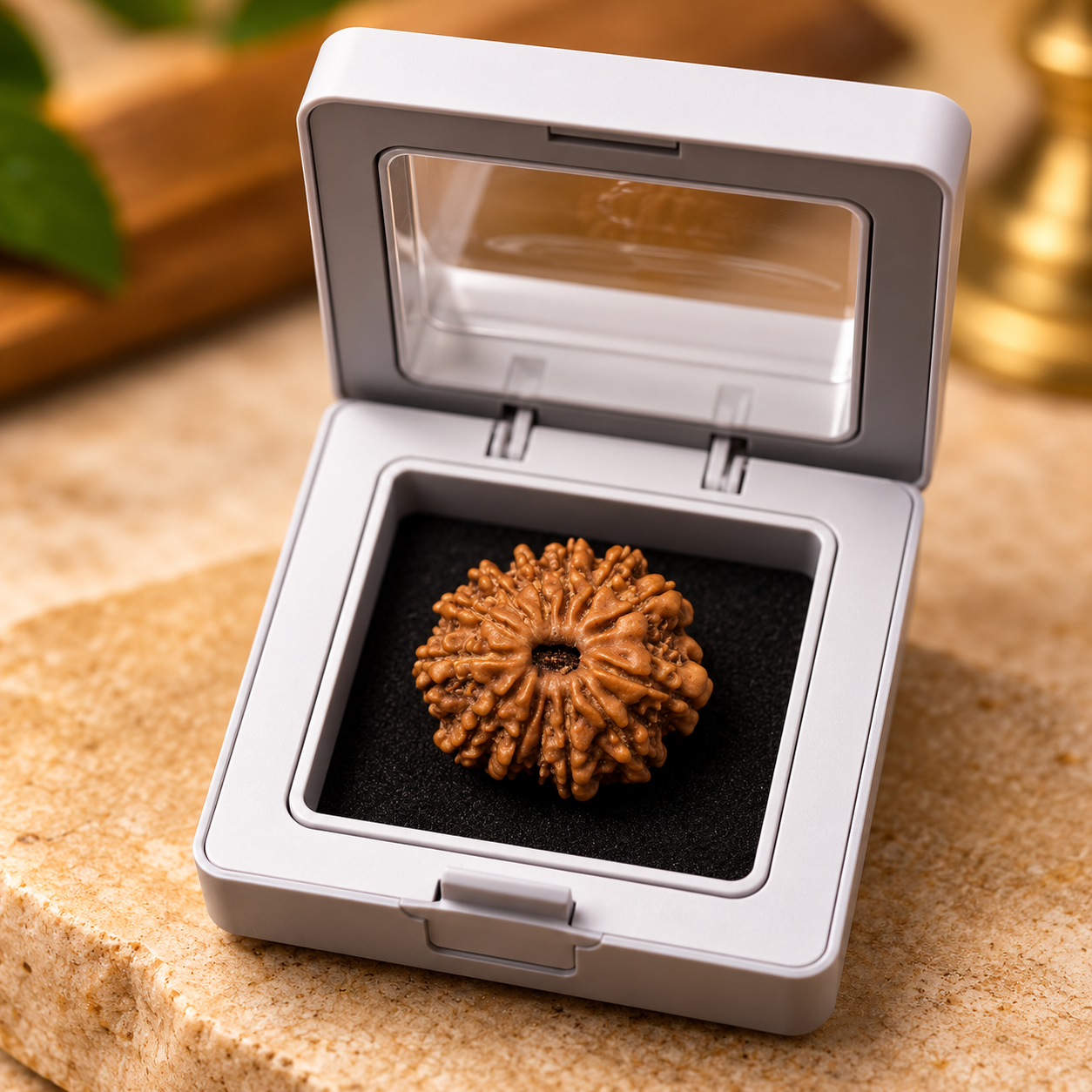 13 Mukhi Rudraksha – Nepal - Image 3