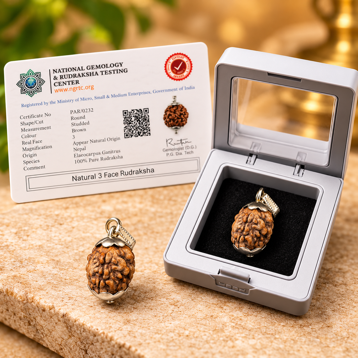 3 Mukhi Rudraksha – Nepal - Image 3