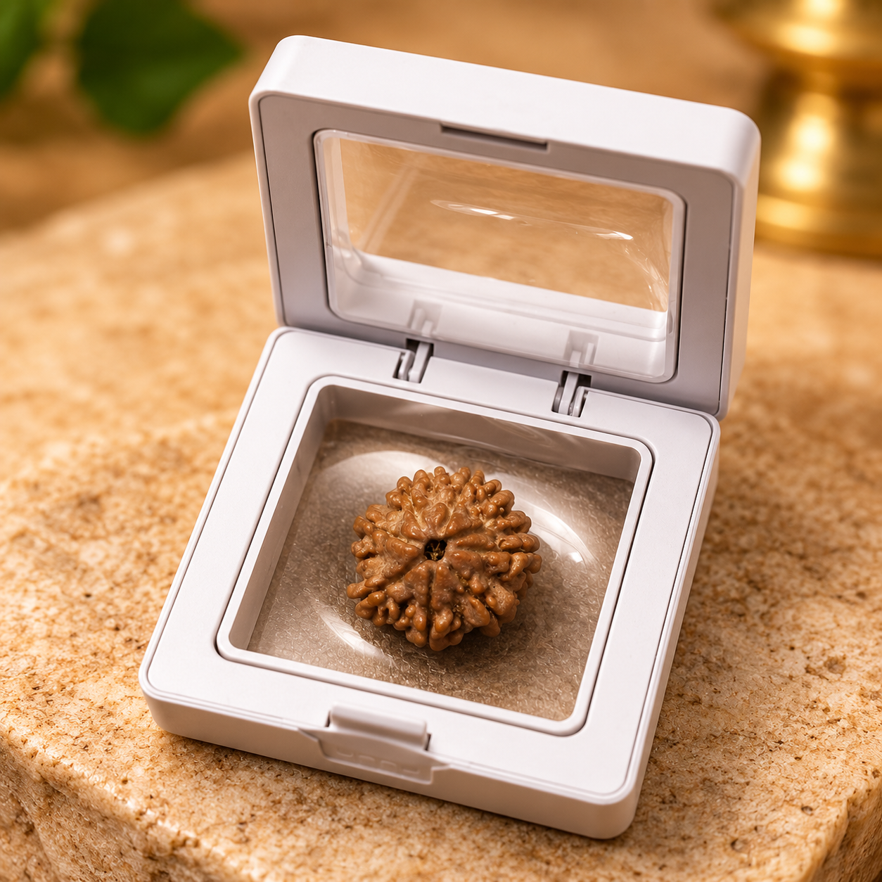 8 Mukhi Rudraksha – Nepal - Image 2