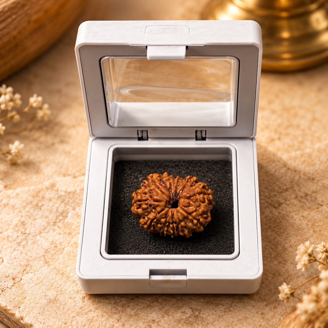 11 Mukhi Rudraksha – Nepal - Image 2