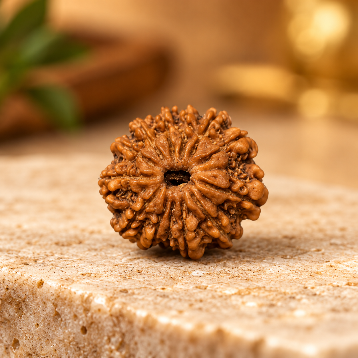 13 Mukhi Rudraksha – Nepal