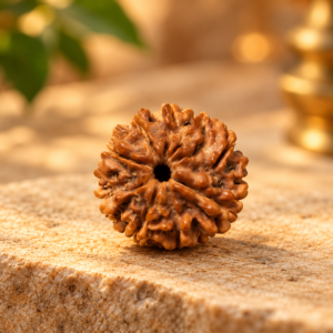 9 Mukhi Rudraksha – Nepal