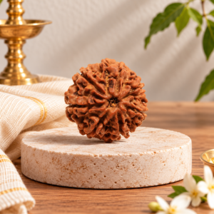 7 Mukhi Rudraksha – Nepal