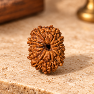 11 Mukhi Rudraksha – Nepal