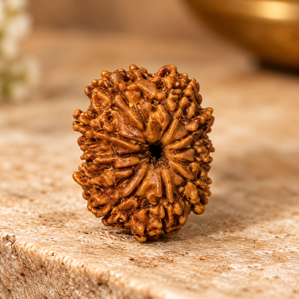 11 Mukhi Rudraksha – Nepal - Image 4