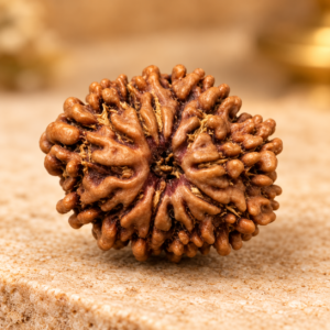 12 Mukhi Rudraksha – Nepal
